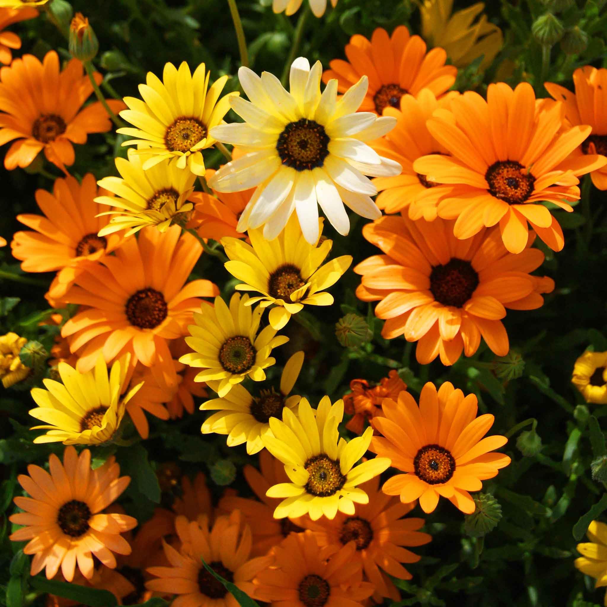 Eden Brothers African Daisy Seeds
