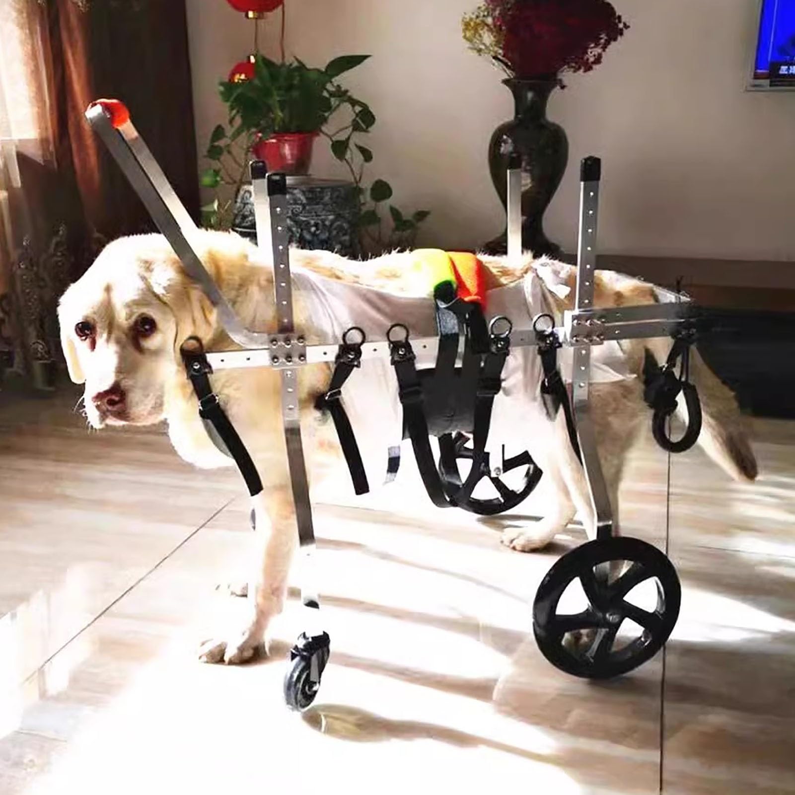 Carrello per la mobilità di animali domestici per cani di taglia media e grande, sedia a rotelle quadrupla in alluminio per animali paralizzati con altezza e larghezza regolabili, ausilio per la dea