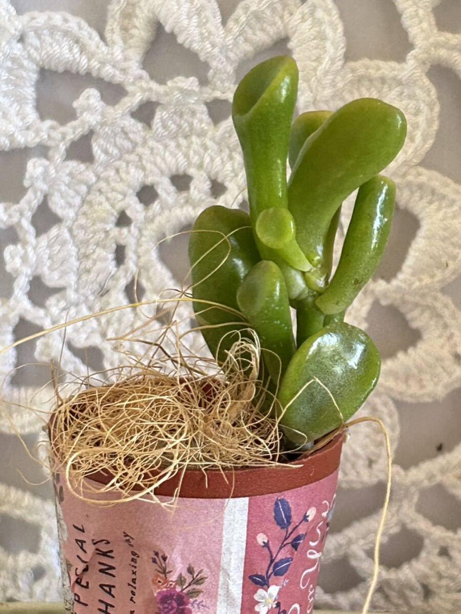 Amazon.co.jp: 多肉植物*オシャレなゴーラム 宇宙の木 クラッスラ