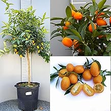 SAVINI VIVAI Pianta di Kumquat Mandarino Cinese Albero di Agrumi Kumquat in Vaso da 35 cm Altezza 150-180 cm 6-7 Anni di innesto Made Italy