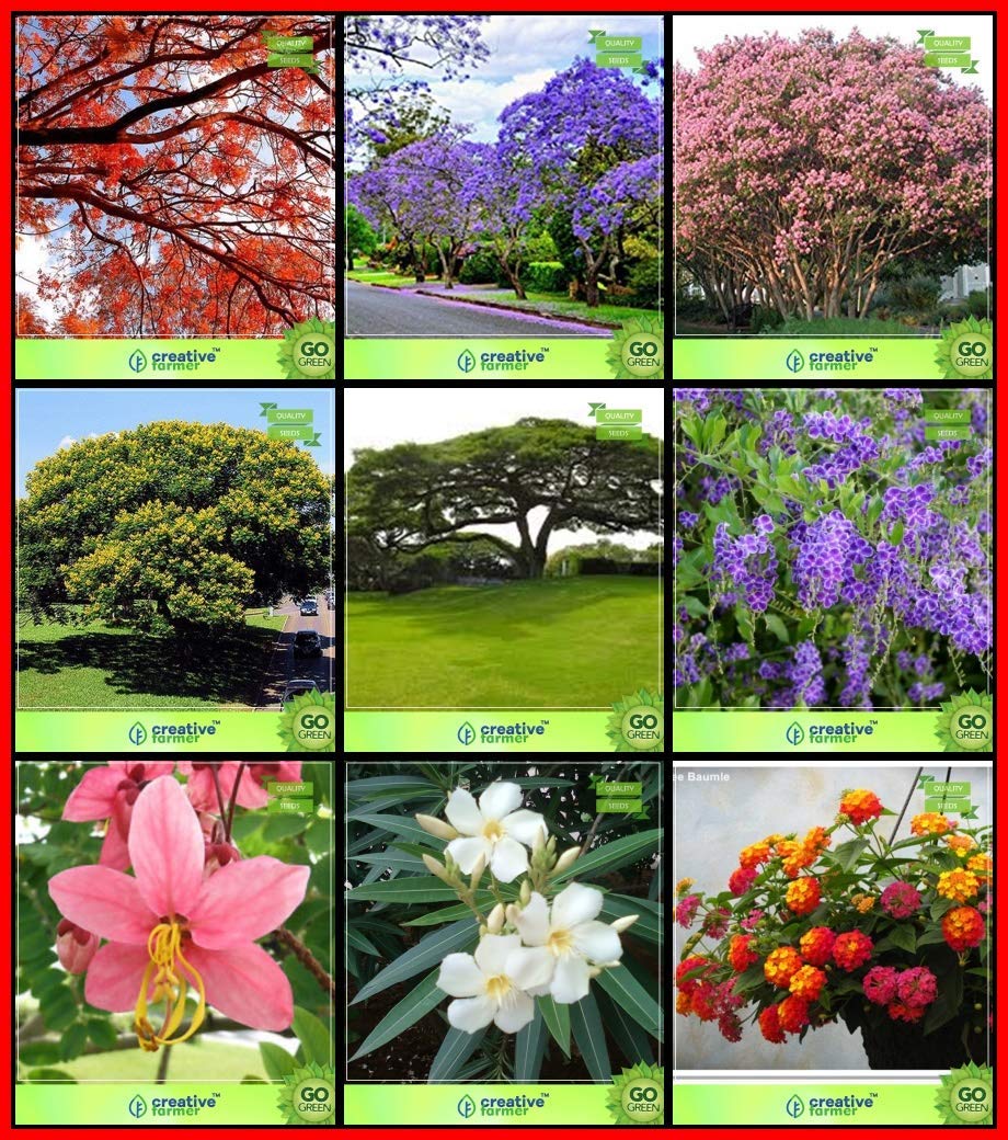 OhhSome Garden Seeds Combo Tree Seeds : Jacaranda, Flame Tree, Queen Crape Myrtle, Peltophorum, Coco Tamarind, Pigeon Berry, Apple Blossom, Nerium, Tickberry For Gardening - Eco