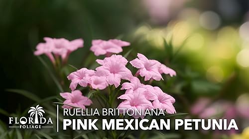 Miniatura 2 de Rosa petunia mexicana  3 plantas vivas  Ruellia Brittoniana  Polinizador de paisaje con flores rosadas  Cubierta vegetal tolerante al calor  Perenne