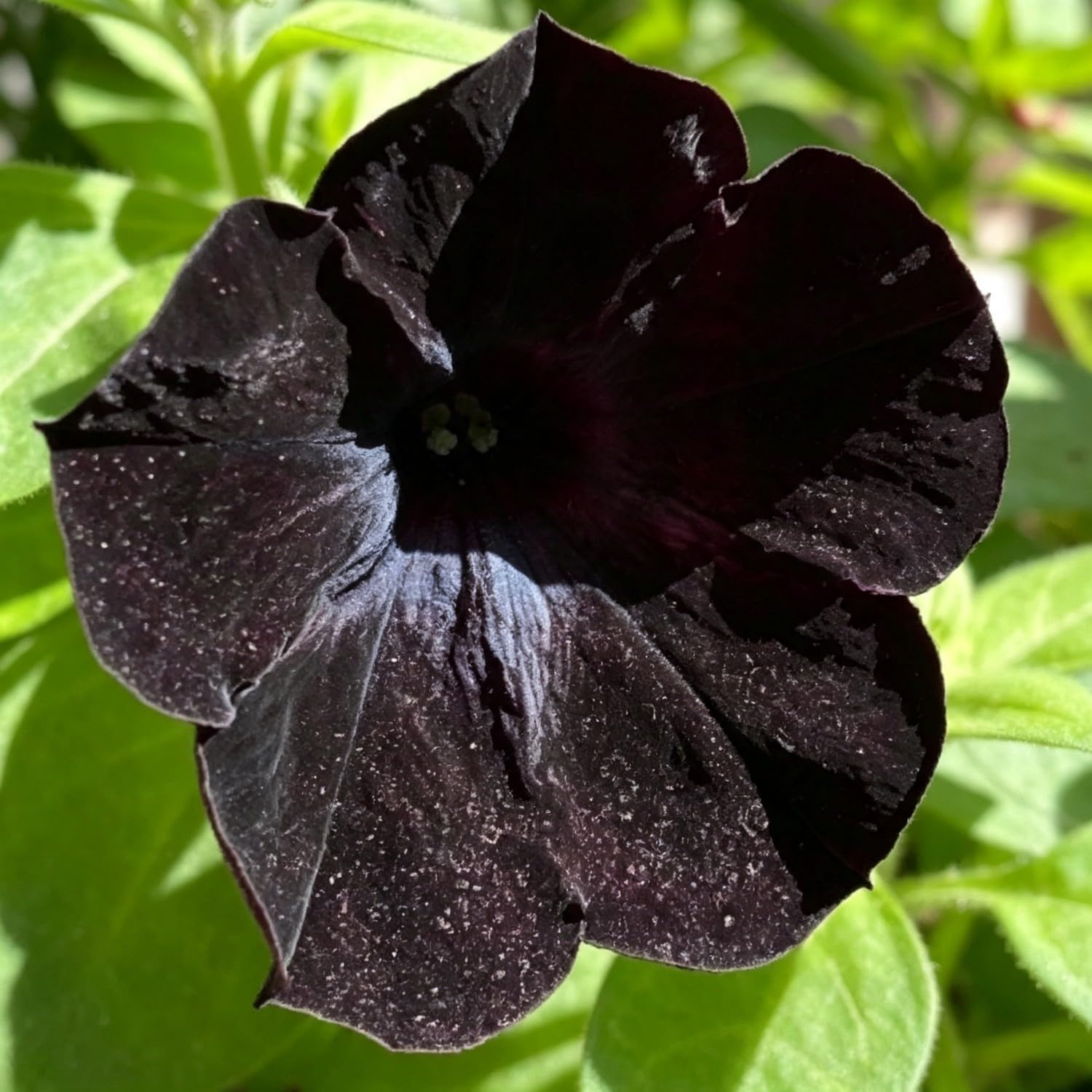 Rare Petunia Seed- Vibrant Floral Display Garden-25000pcs-D