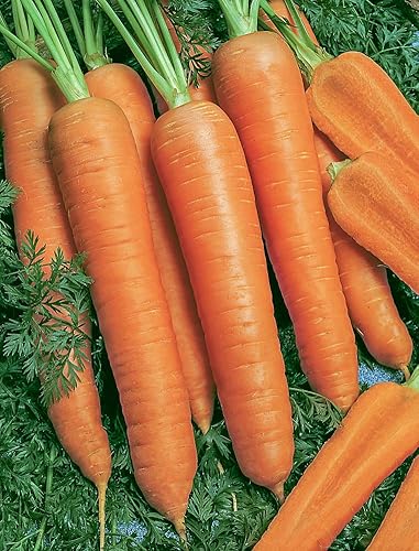 Zanahoria Napoli Hybrid Pkt - Aprox. 500 semillas por paquete