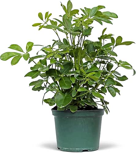 Live Hawaiian Schefflera Arboricola, Hawaiian Dwarf Umbrella Tree, Father's Day