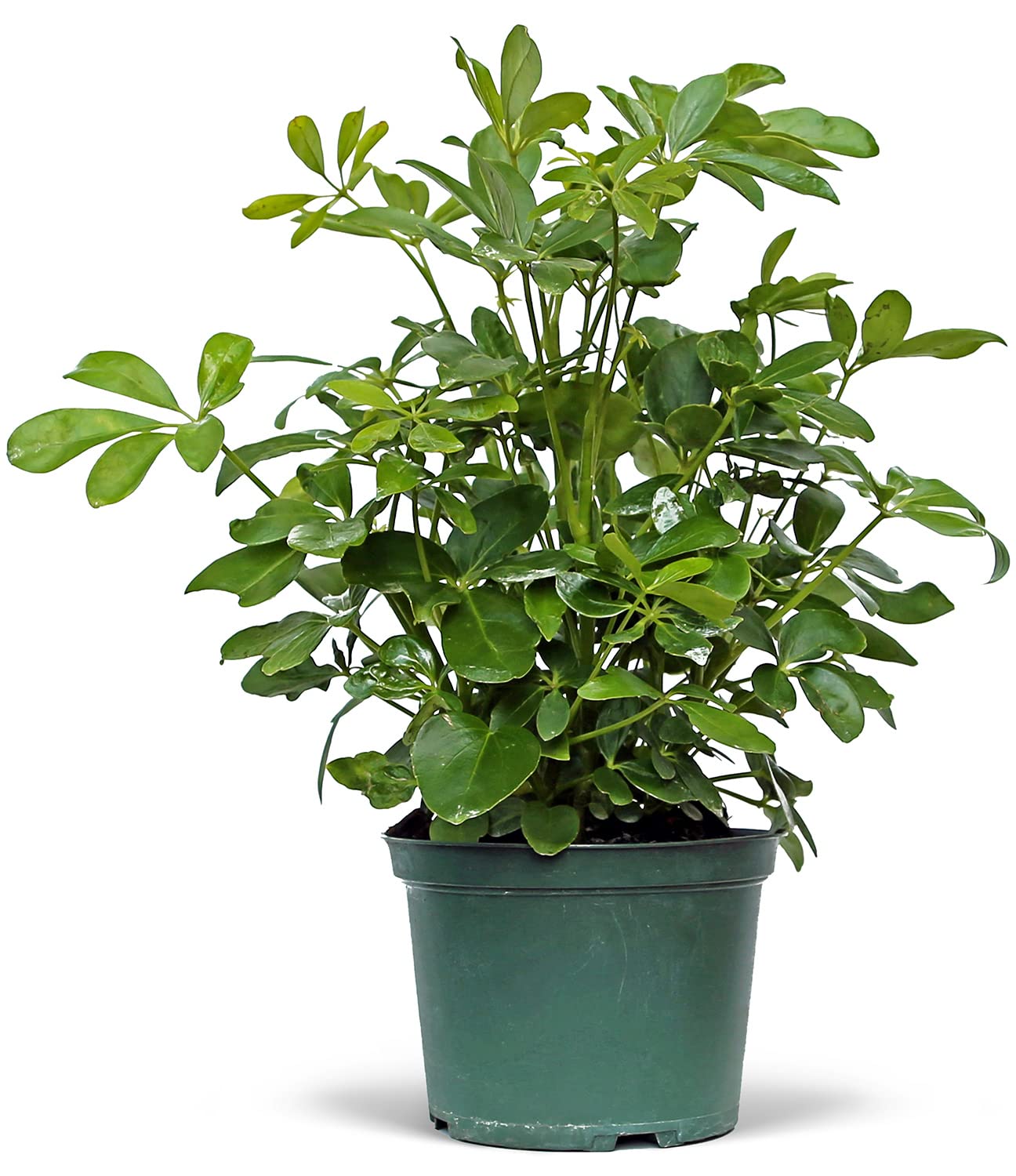 Amazon.com : Live Hawaiian Schefflera Arboricola, Hawaiian Dwarf
