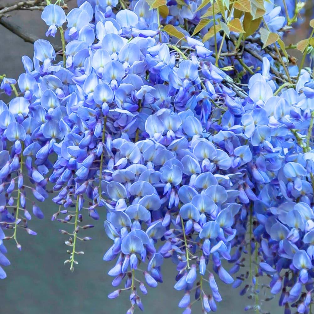 Blue Wisteria Live Plant, 2.5" Pot, Easy Care Flowering Vine, Decorative Climbing Plant for Home Landscapes and Trellises