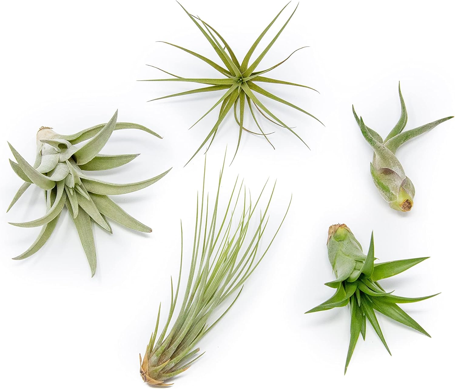 25 Pack of Classic Air Plants Variety - Live Succulent House Plants - Available in Wholesale and Bulk - Home and Garden Decor - Easy Care Indoor/Outdoor Air Plant