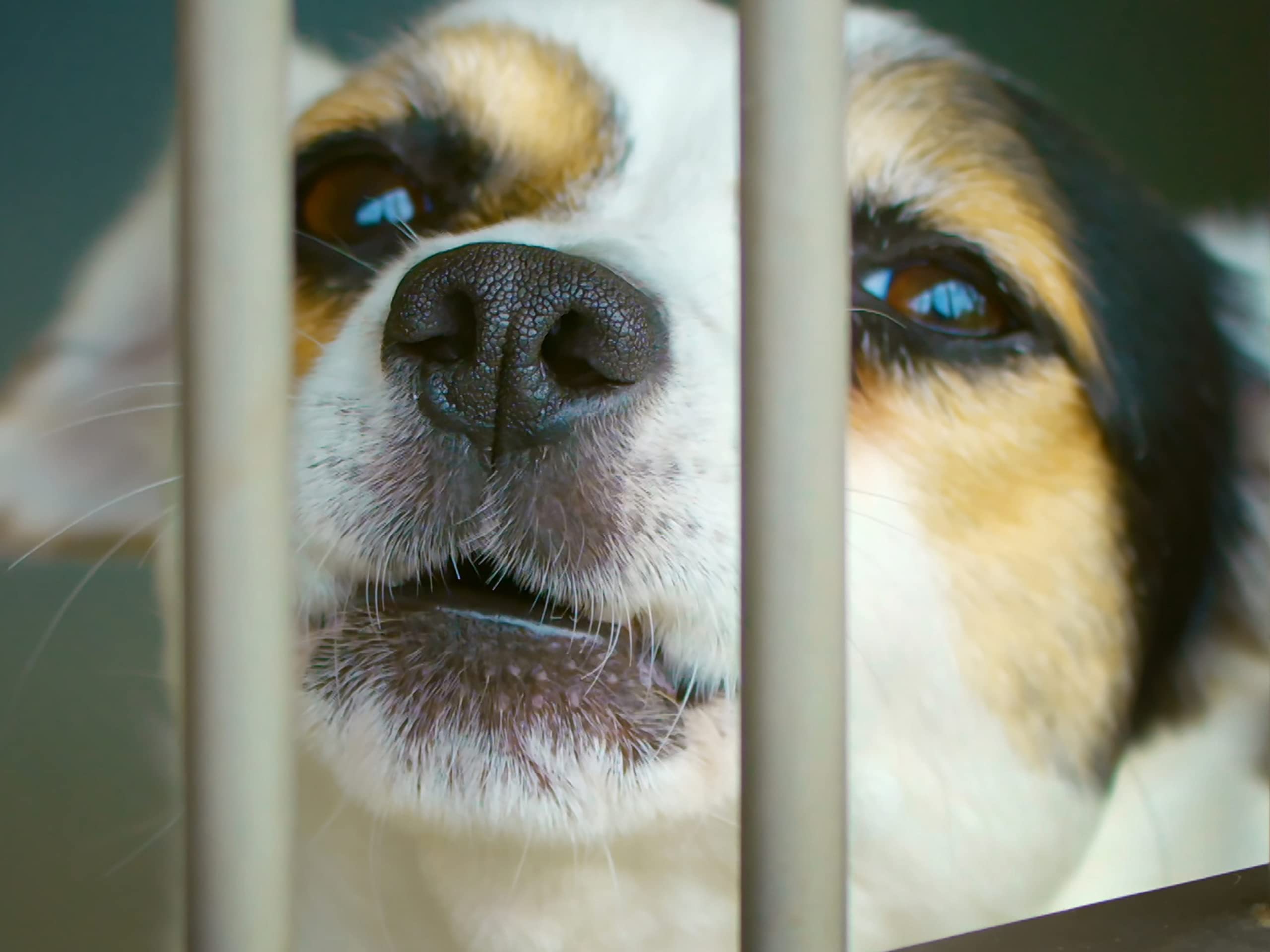 Watch The Dog House UK Season 1 Prime Video