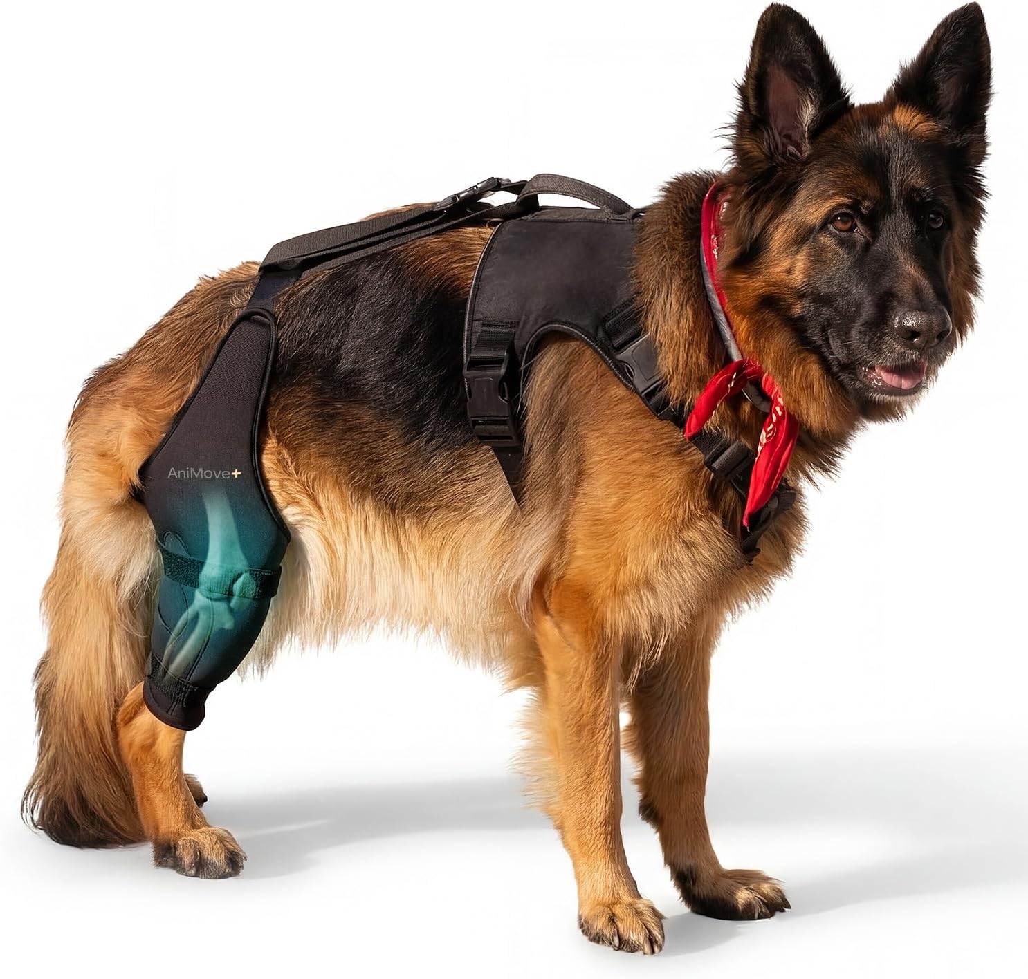 Hybrid Dog Knee Brace for Hind Leg with Harness Strap ACL CCL & Arthritis Support Lightweight Back Leg Brace for Small to Large Dogs