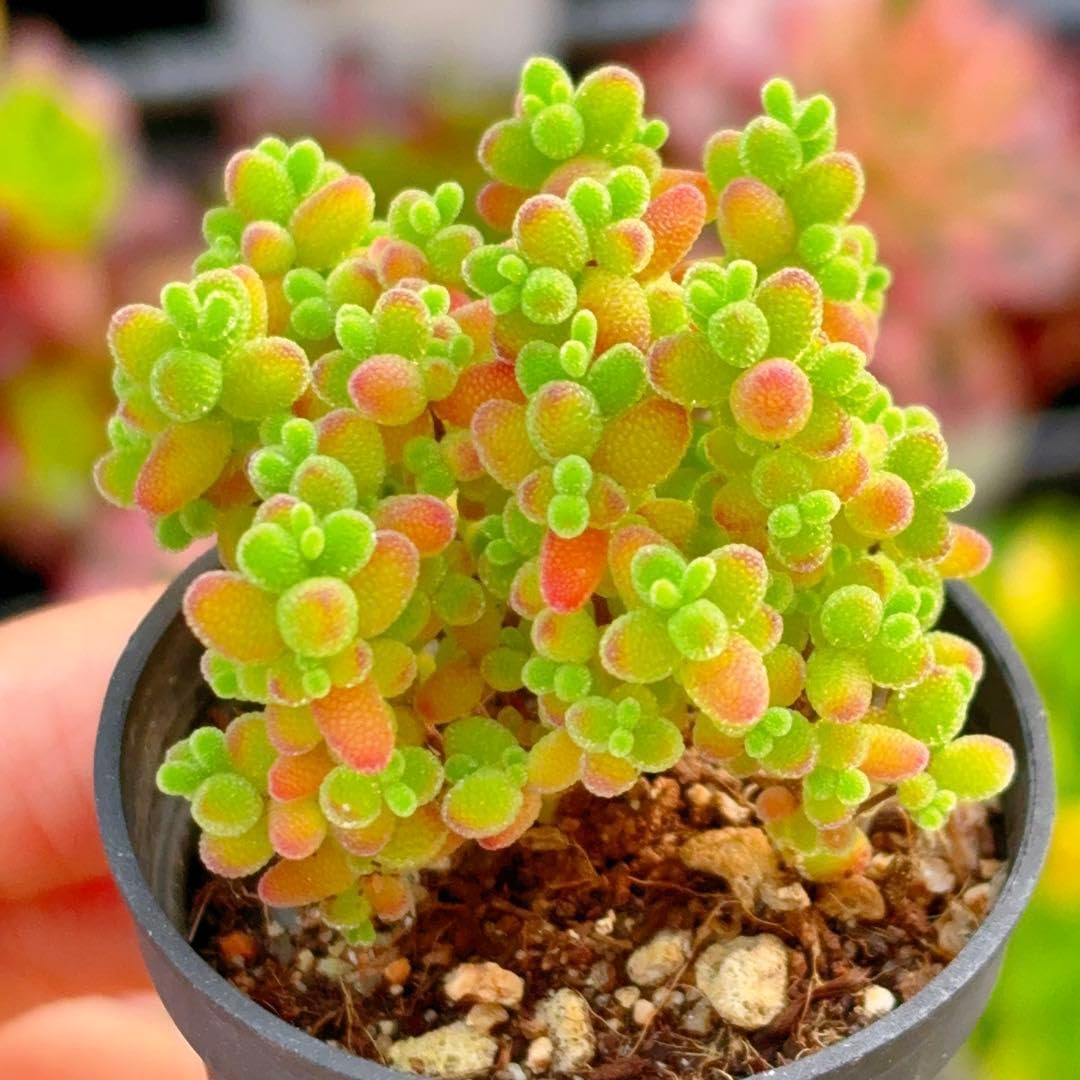 Amazon｜ドロサンテマム 蜜橘 根っこ付きの抜き苗 5cm鉢 多肉植物
