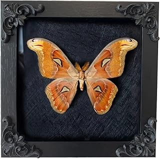 Insect Display Frame,Butterfly Shadow Box with Top Eva Foam Pinning Board, Insect Display Box,Butterfly Display,Riker Display Cases for Collecting Butterfly and Bug,Insect Pinning Kit,Butterfly Box