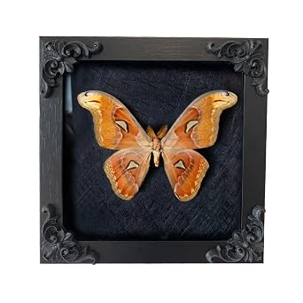 Insect Display Frame,Butterfly Shadow Box with Top Eva Foam Pinning Board, Insect Display Box,Butterfly Display,Riker Display Cases for Collecting Butterfly and Bug,Insect Pinning Kit,Butterfly Box