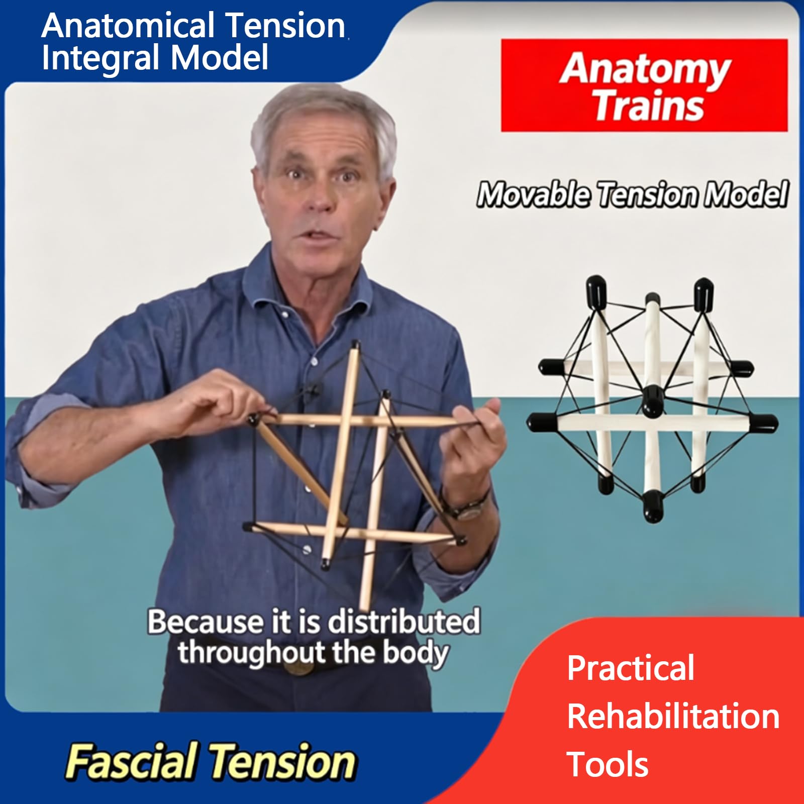 Modello integrale di tensione anatomica - Modello di tensionamento della fascia umana - per dimostrazione di analisi dinamica dell'asta a 6 assi Strumenti pratici di riabilitazione, C