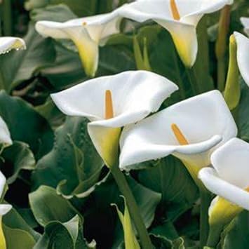 Calla Lily Bulbs.-Strong Plants That Grow Well Mix Golden Jade Carving Feels Beautiful-2 Bulbs-C