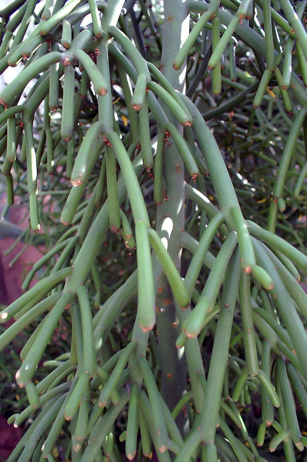 ASPEN® Pencil Cactus/Euphorbia Tirucalli/Kodi Kalli Healthy Live Plant With Safe & Secure Packing - Pack of 2 (cactip2-3_Baz)-image-41