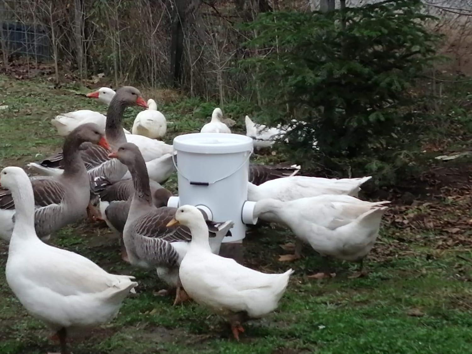 Nouveau Uptodate Mangeoire Automatique Pour Canards Oies 25 L 17 Kg Avec 4 Ports D Alimentation Parfait Pour Canards Amazon Fr Animalerie