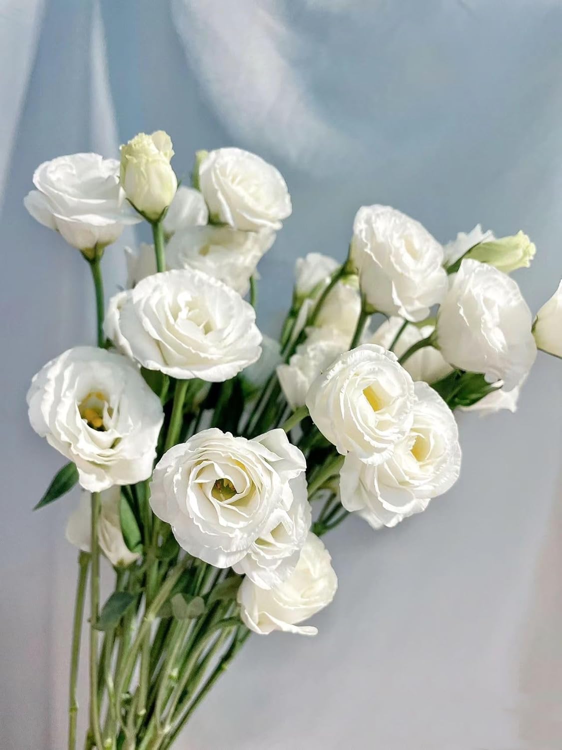 10 Stems Grade A White Lisianthus Fresh Cut Flowers Bouquet for Home Decor, Birthdays Anniversaries Healing Sympathy Friendship and Love