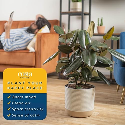 Miniatura 4 de Costa Farms Planta de goma burdeos, árbol ficus elastica vivo para interiores en maceta de vivero, mezcla de tierra para maceta, regalo para