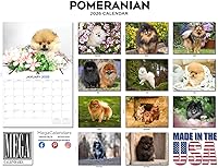 Vista 1328 de Razas de Perros 2017