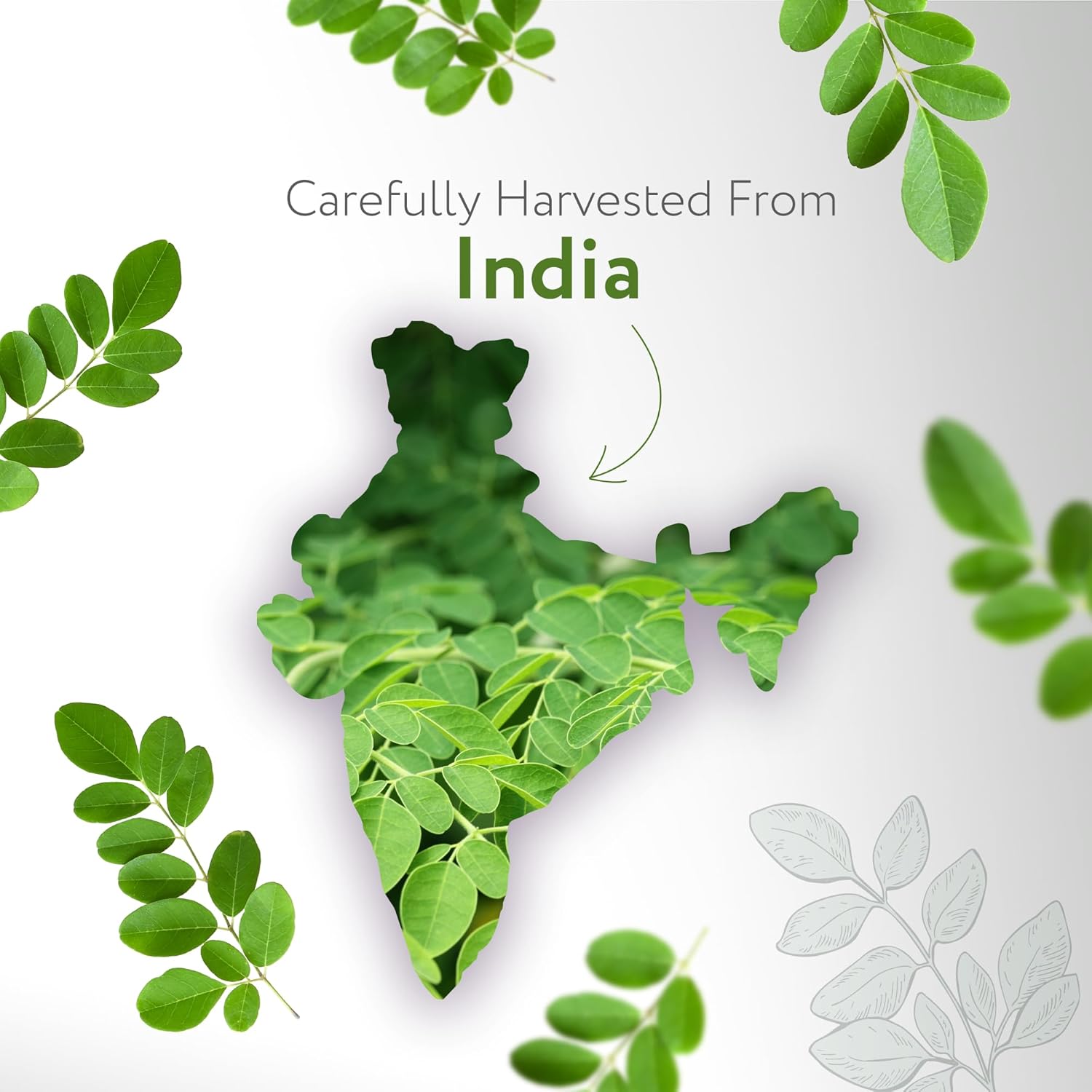 HBNO Organic Moringa Oil - 16 oz (475ml) Value Size - Ideal for Shampoos, Conditioners, Lip Balms, Face wash, Lotions, and Skin Care Products (Glass Bottle)