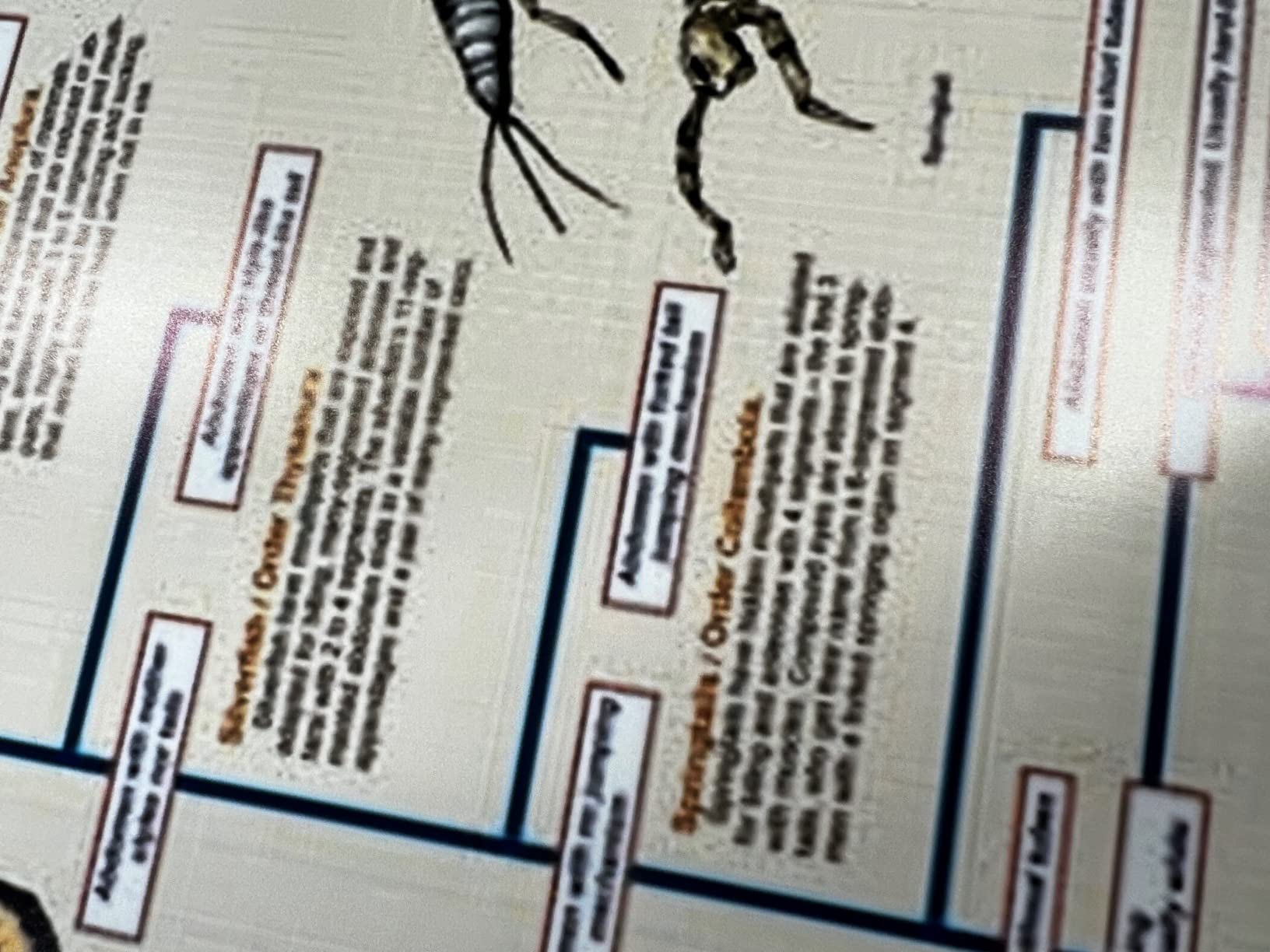 Laminated Insect Identification Educational Science Chart Poster ...