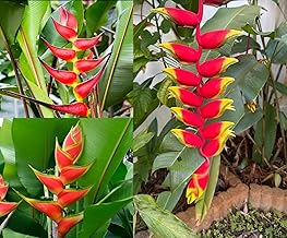 Rosarian® Birds of Paradise Plant Hanging Lobster Claw live Heliconia Rostrata plant hanging heliconia plant crab's claw Pack Of 1 For Outdoor Home Garden