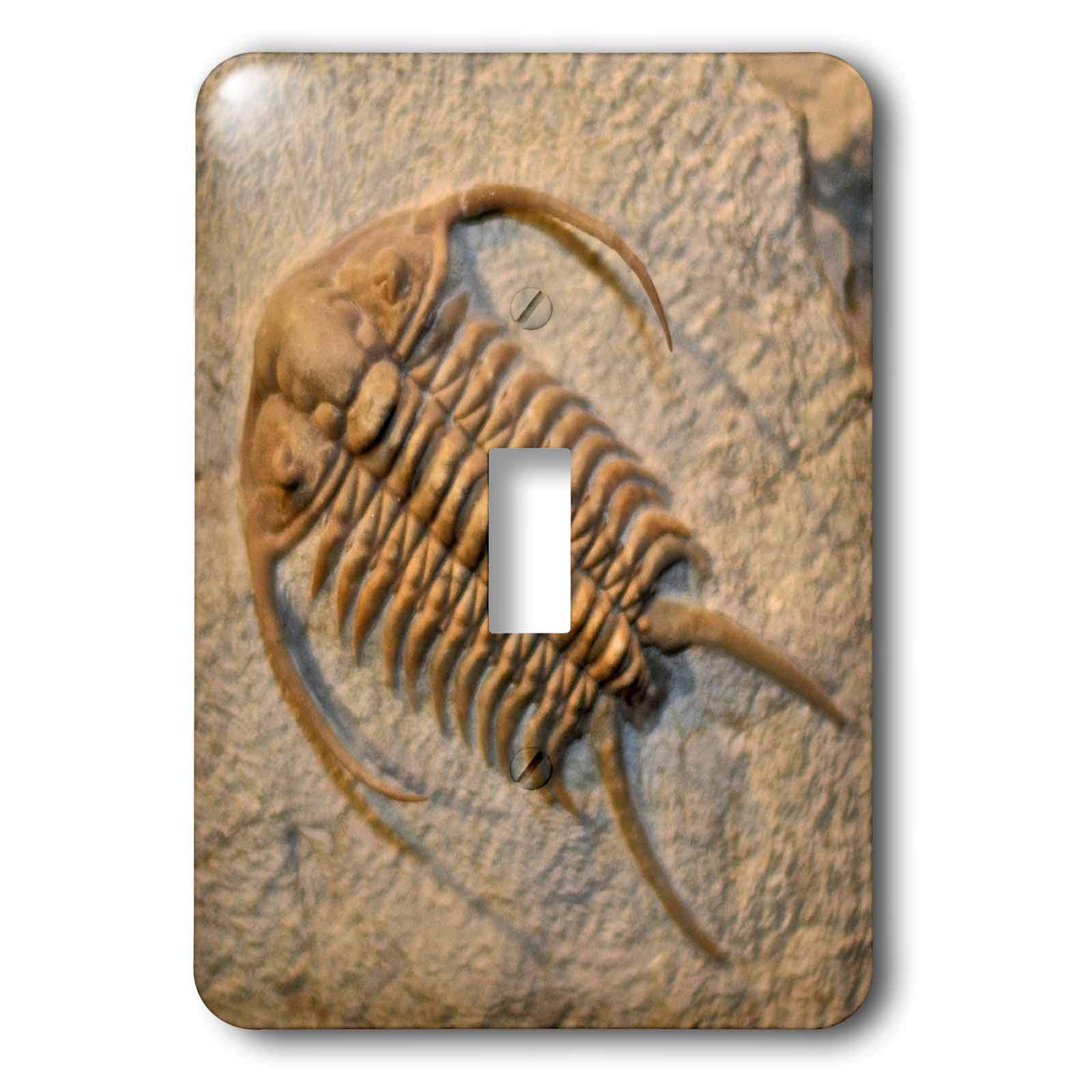Interrupteur Cheirurus exsul Russie pour déco salon et bureau d'histoire
