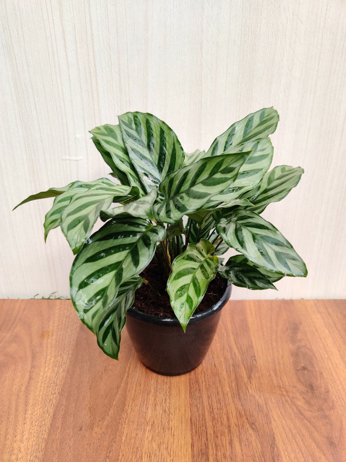 CAPPL Rare Indoor Calathea Freddie Live Foliage Natural Prayer Indoor Plant in Pot (B09XTN3DLP) Amazon Price History, Amazon Price Tracker