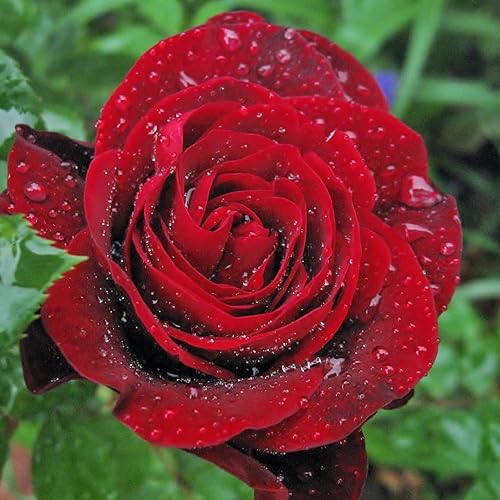 Miniatura 6 de Planta viva fragante de rosa trepadora, bien arraigada de 5 a 9 pulgadas de alto, sin hojas, trepadora interior y exterior, rosal, té híbrido