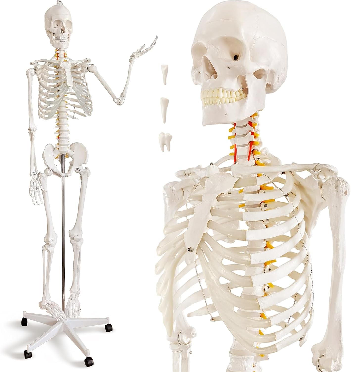 HADWYN Life Size Human Skeleton Model for Anatomy- Medical Human Skeleton Model with Nervous System 70.8 in with Rolling Stand for Medical Study and Display 3 Posters