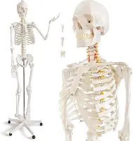 HADWYN Modelo de esqueleto humano em tamanho real para anatomia - Modelo de esqueleto humano médico com sistema nervoso 179,8 cm com suporte de rolamento para estudo médico e exibição de 3 pôsteres