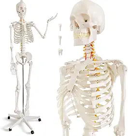 HADWYN Modelo de esqueleto humano em tamanho real para anatomia - Modelo de esqueleto humano médico com sistema nervoso 179,8 cm com suporte de rolamento para estudo médico e exibição de 3 pôsteres