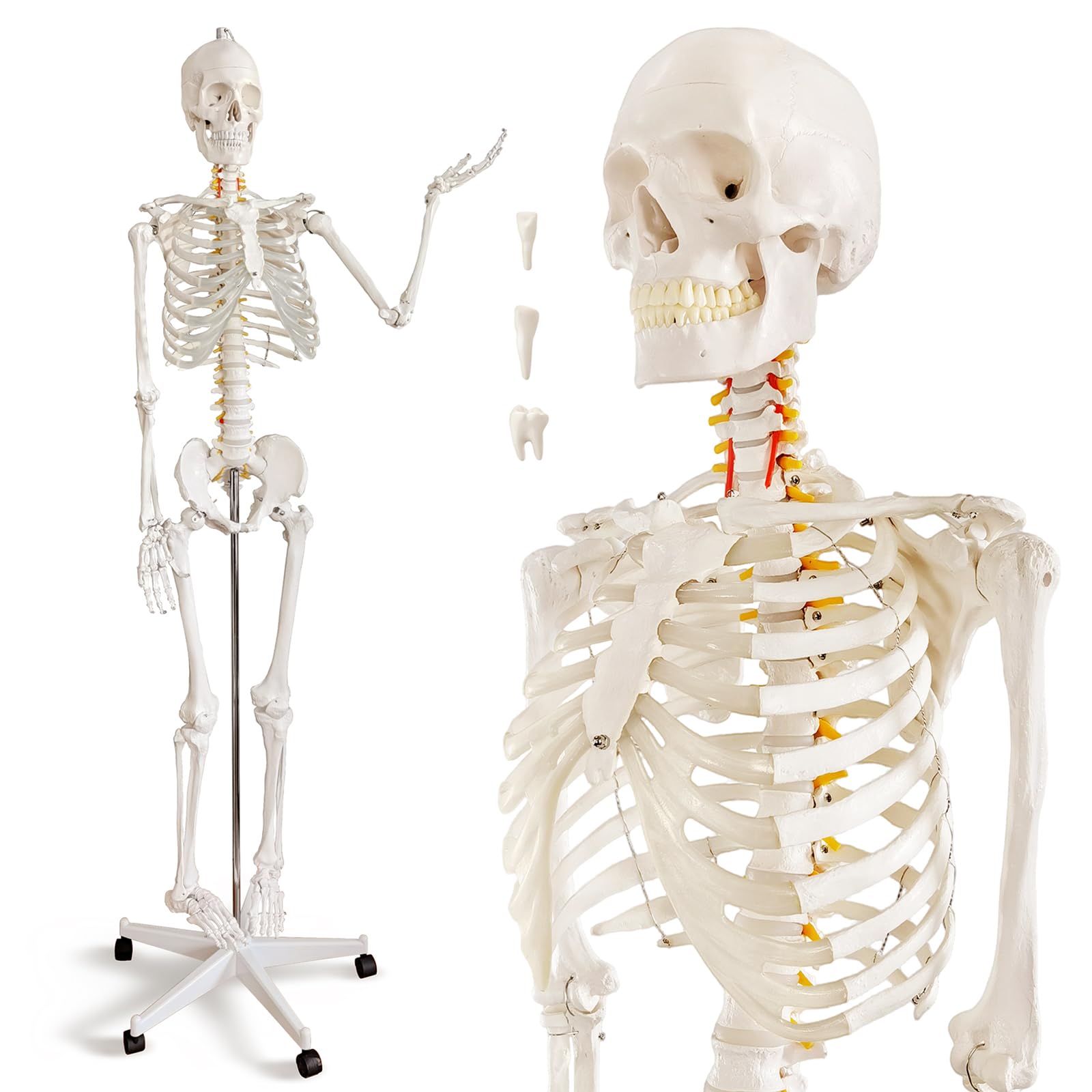 Amazon.com: HADWYN Life Size Human Skeleton Model for Anatomy