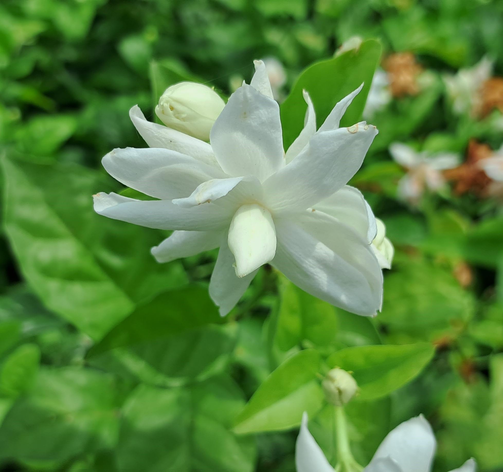 CooPany® Rare Variety Iruvachi Jasmine Flower Live Plant With safe & Secure Packing