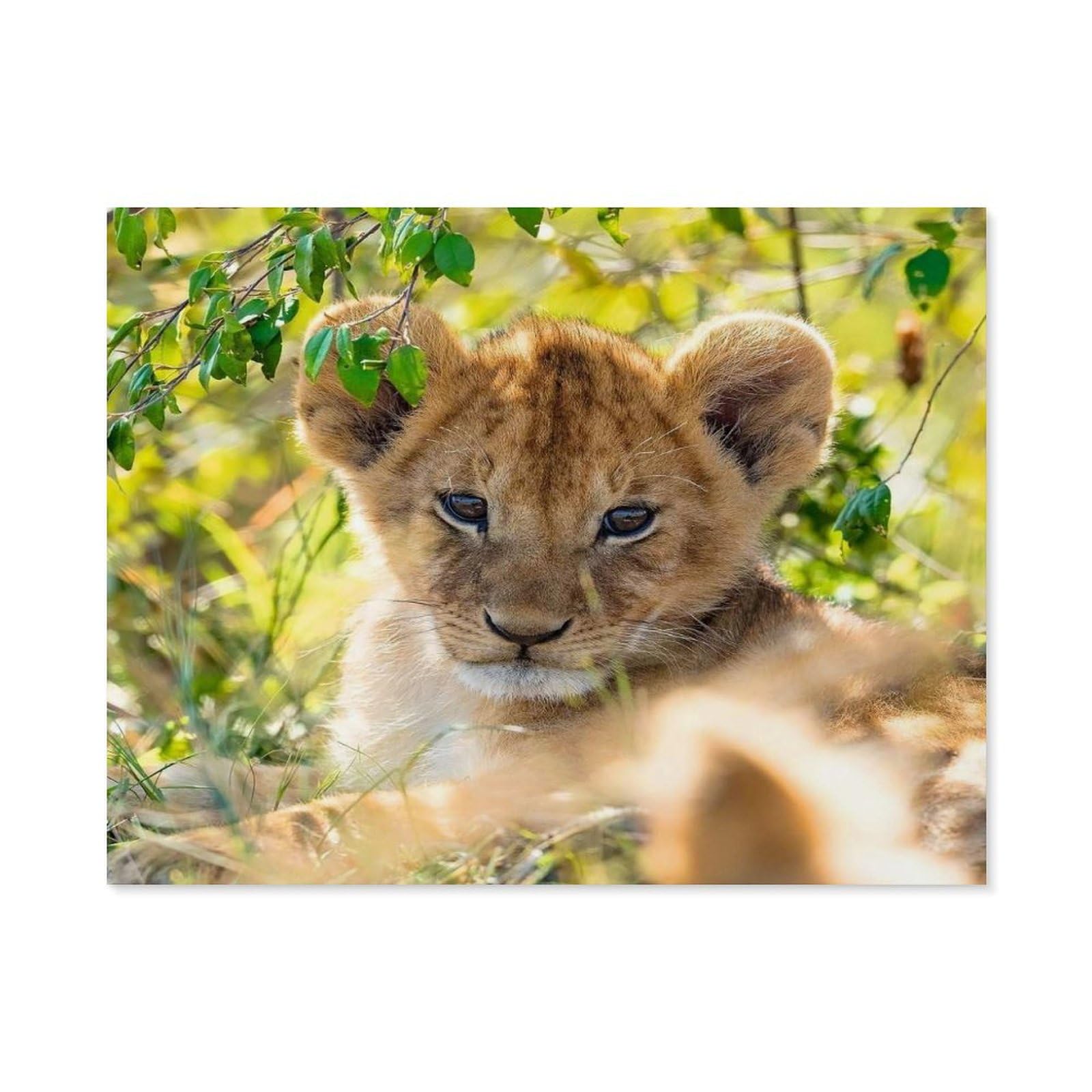GSBRSNTS DIY Paint by Numbers for Adults Canvas,Lion,DIY Oil Painting, Pictures Drawing Paintwork with Paintbrushes Decoration Gift(50x60cm-A87