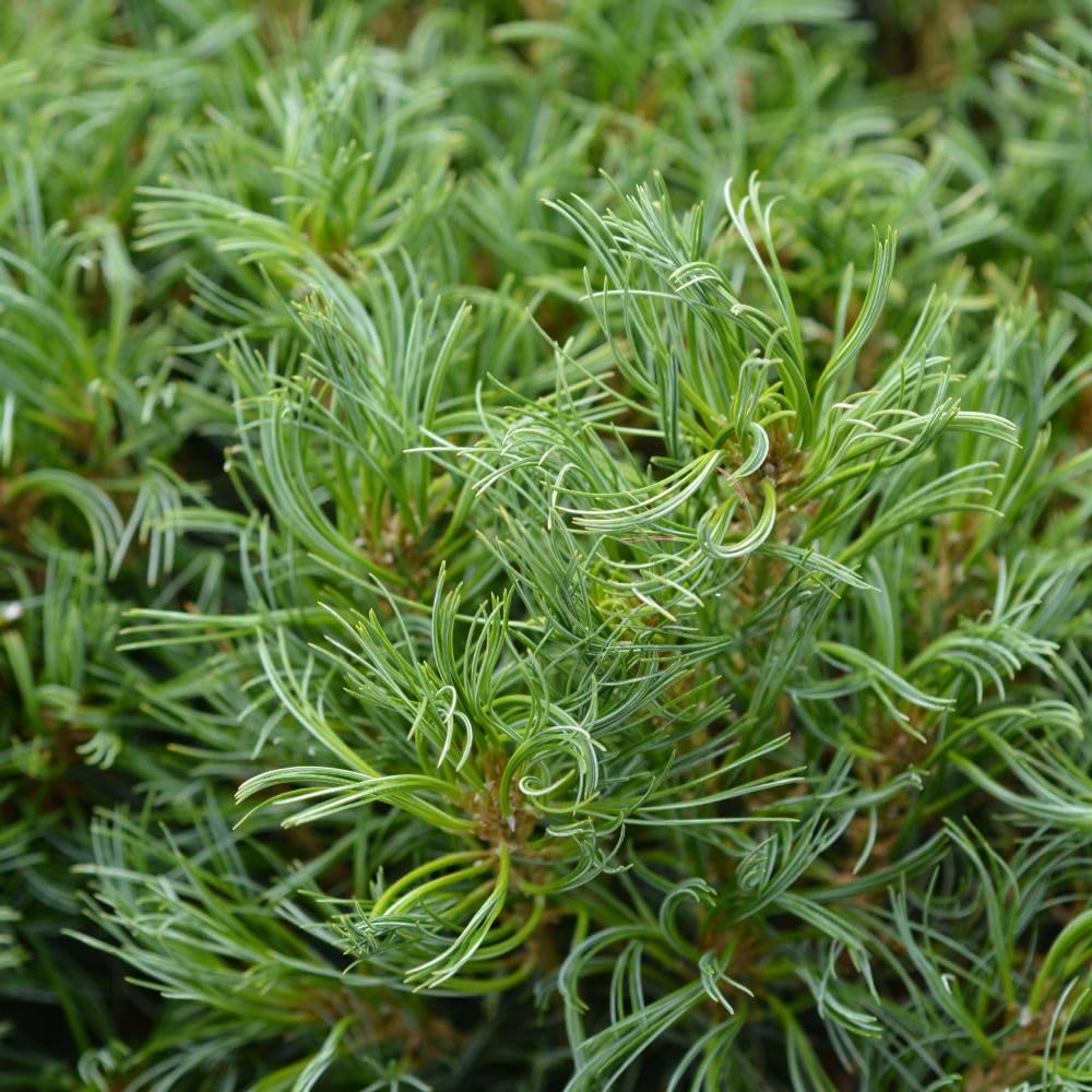 Pinus Strobus Tiny Kurls, Dwarf Pine with Twisted Needles, Compact Conifer for Rockeries and Containers, 1x 7.5 Litre Pot by Thompson and Morgan