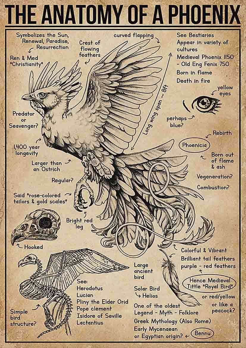 rayprint The Anatomy Of A Phoenix Metal Tin Signs Phoenix Knowledge Retro Poster Children Education Popular Science Guide Home Classroom Office Wall Art Decor 8x12 Inches