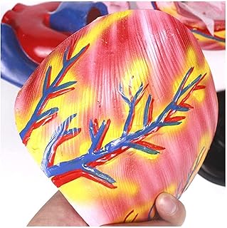 Study Model Heart Model - 3X Enlarged Heart Model - Medical Anatomical Human Heart Model - PVC Material Human Organ Anatomy Model - for Study Display Medical Teaching Model SaiFei