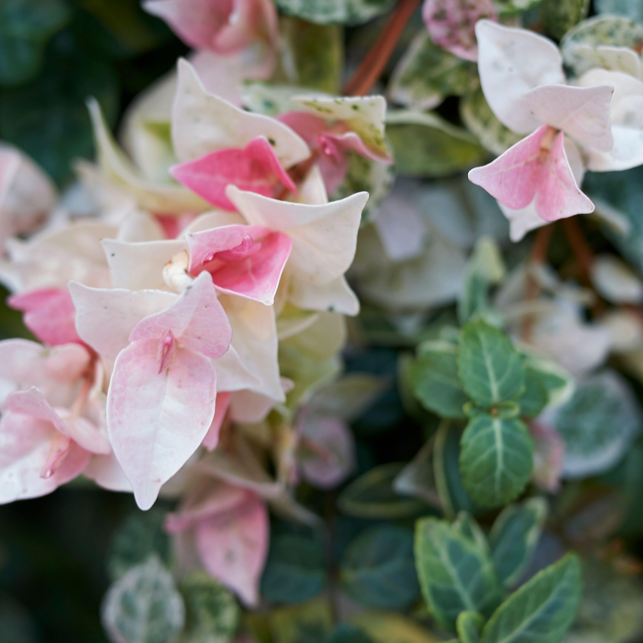 Trachelospermum Jasminoides Tricolor Vaso 18 cm – Falso Gelsomino Variegato Rampicante Sempreverde