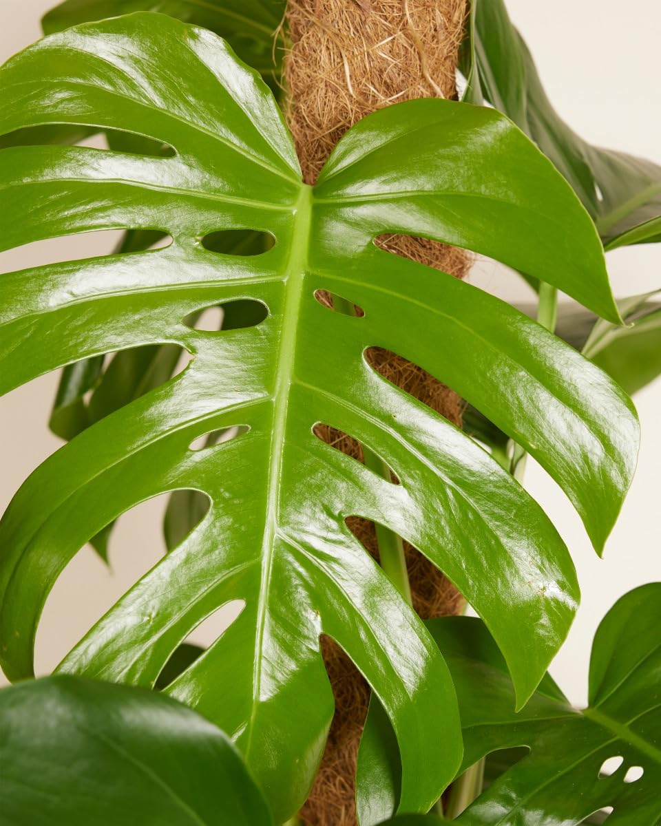 PLNTS - Monstera Pertusum - Indoor Plants, Real Plants, Sustainable  Packaging - 24 cm Pot - Height 120 cm - Direct from the Nursery :  Amazon.de: Garden