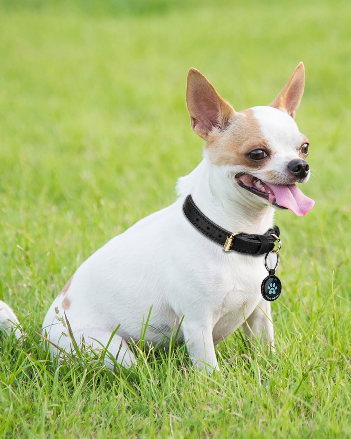 Joytale Genuine Leather Dog Collar with Metal Buckle, Heavy Duty Soft and Durable Leather Collars - Image 2