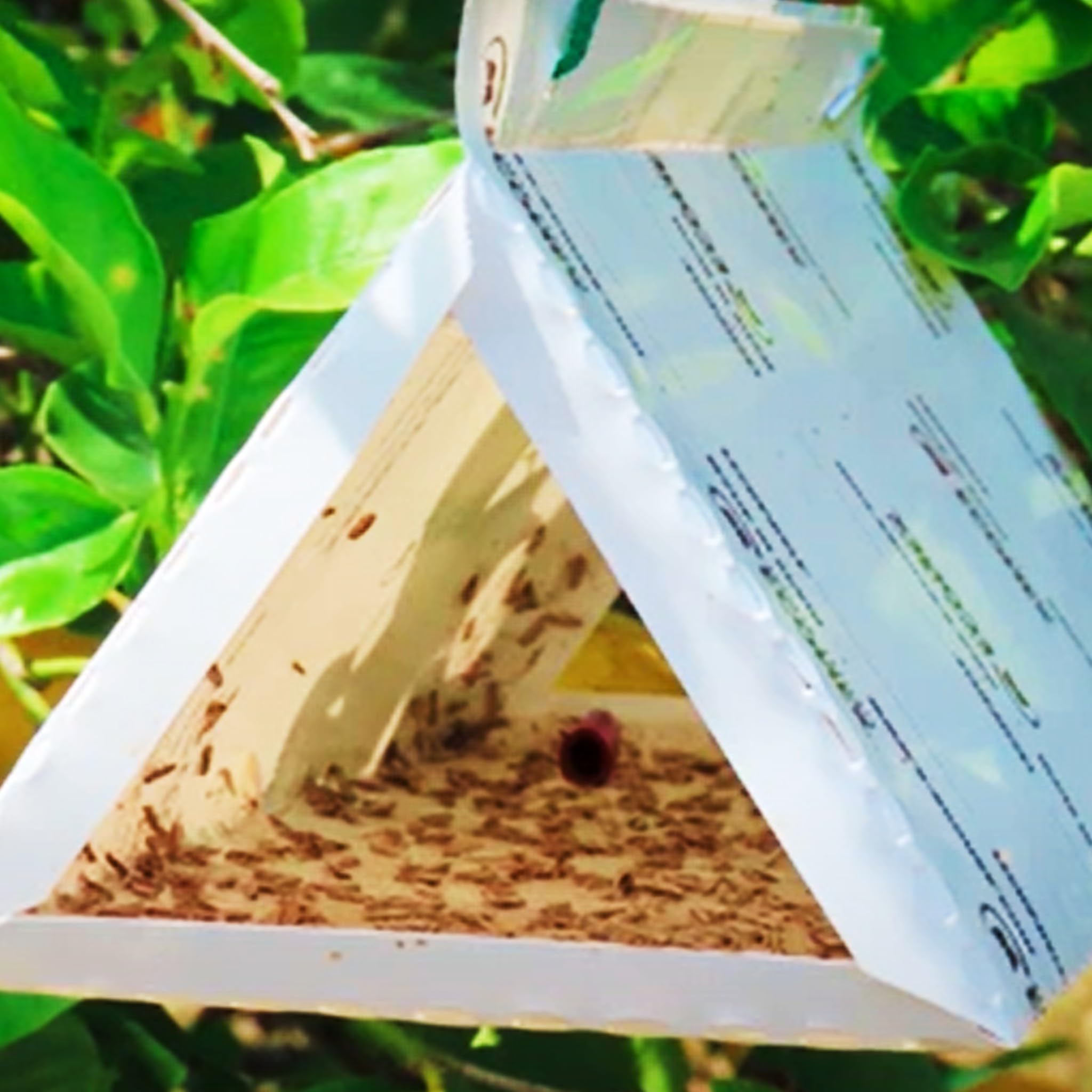 Bricoloco Set mit 2 Klebefallen mit 2 Pheromon-Diffusoren als Anti-Schädlingsbekämpfung für Obstmotte Acleris Rhombana greift Obst, Beeren, Tomaten an.
