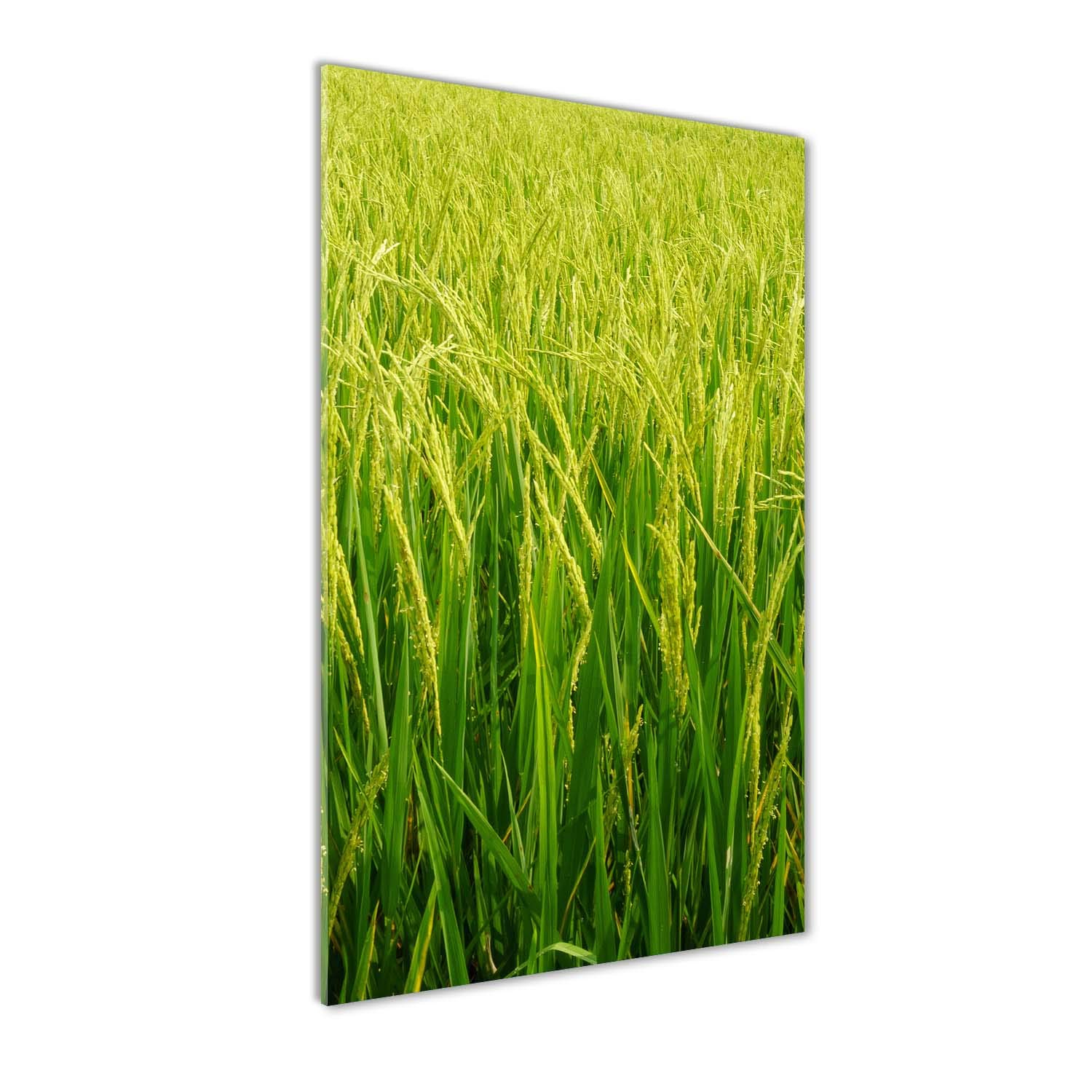 Grand tableau acrylique 60x120 Tulup pour illuminer un mur sombre