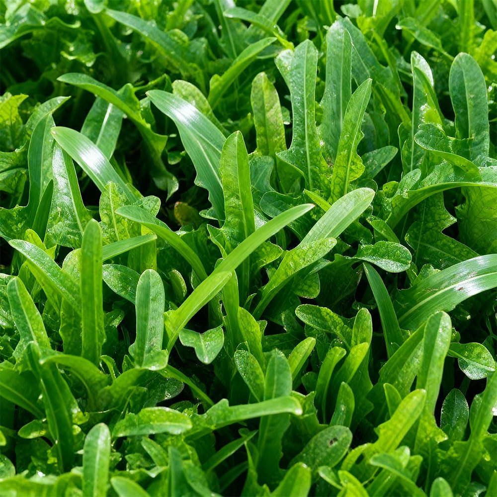 Lettuce Seeds – Lattuga Lingua di Canarino – Early Rustic Italian Variety – Long Oak-Shaped Leaves – Continuous Cutting Salad Green – Easy to Grow