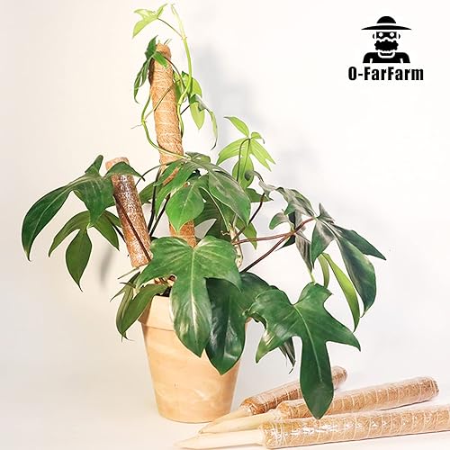 Miniatura 6 de O-FarFarm Poste de musgo para plantas trepadoras Monstera - 4 paquetes de 15.7 pulgadas de poste de coco para plantas de interior - Plantas de