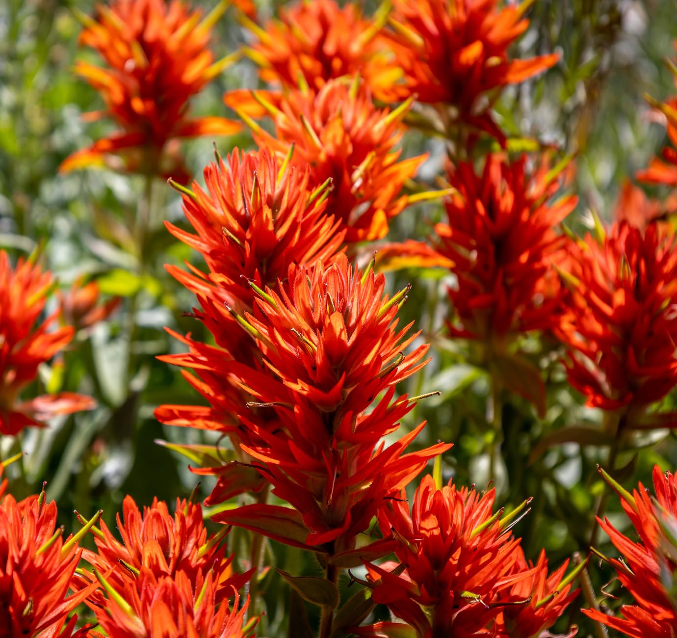 butterfly garden seeds Bring Home the Butterflies Flower Mix Seeds