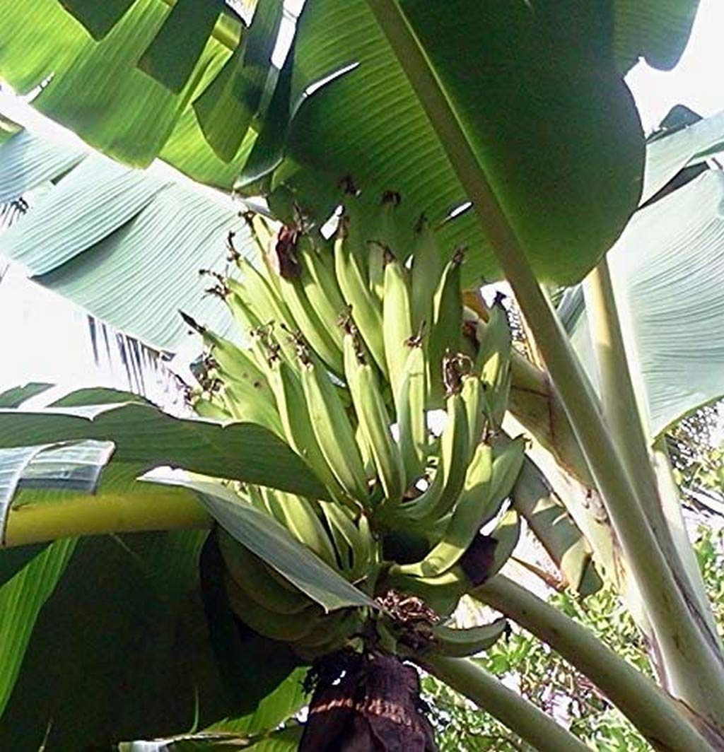 Creative Farmer Live Plant Nendran (Changalikodan) Nursery Banana (Tissue Culture) Plants (1 Healthy Live Sweet Fruit Plant) (B08Q8L9JPL) Amazon Price History, Amazon Price Tracker