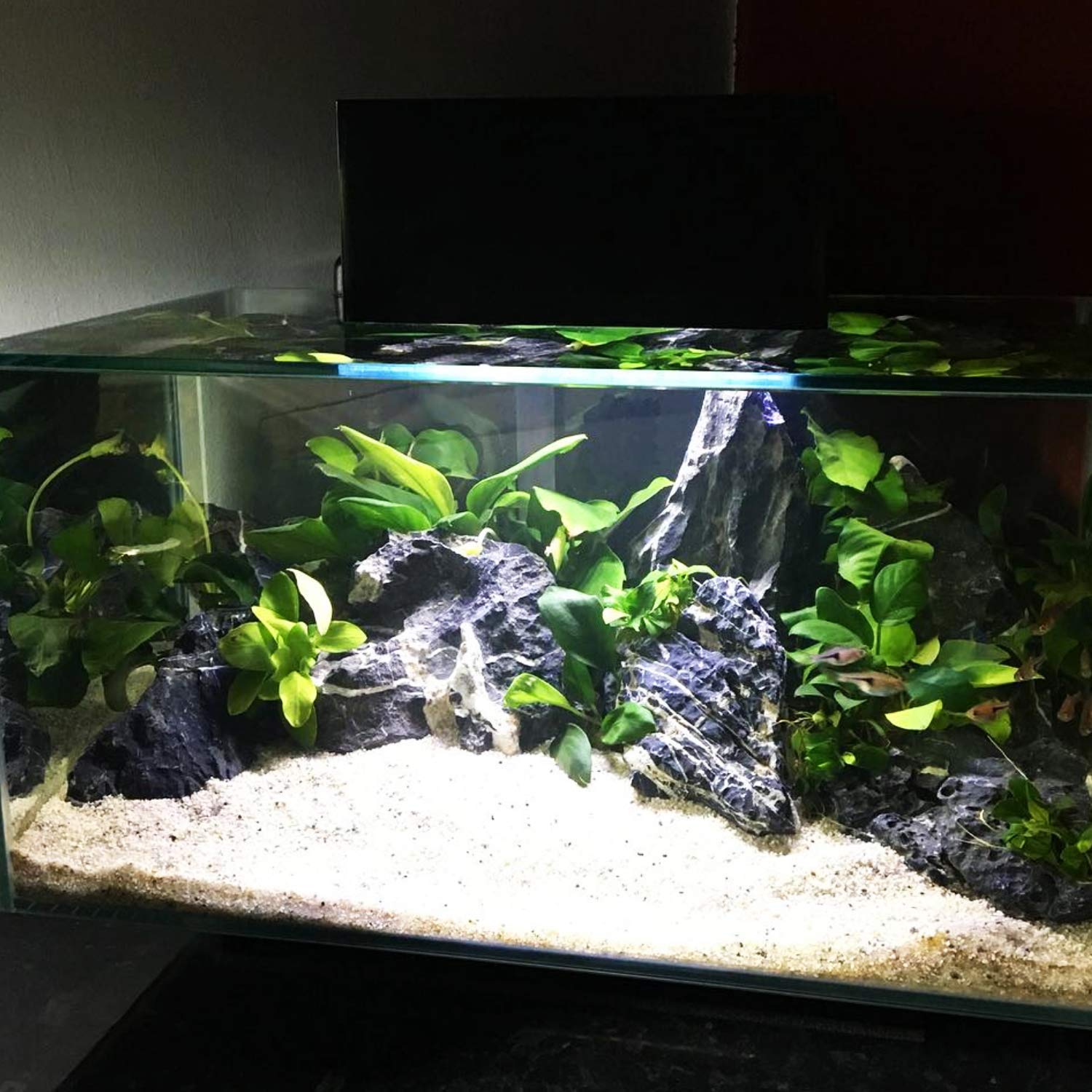 水槽 nanaa Amazon.com: Mainam Anubias Nana Golden Leaves Potted Freshwater