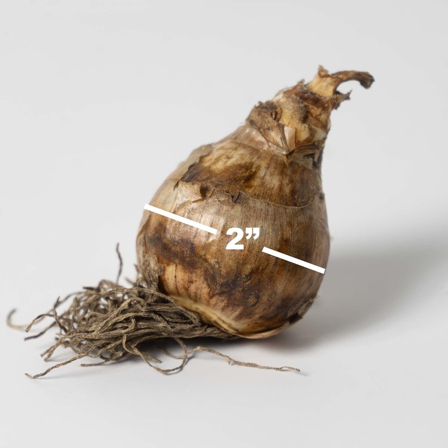 Garden Elements Daffodil Bulbs - 50 Bulb Bag : Patio, Lawn & Garden